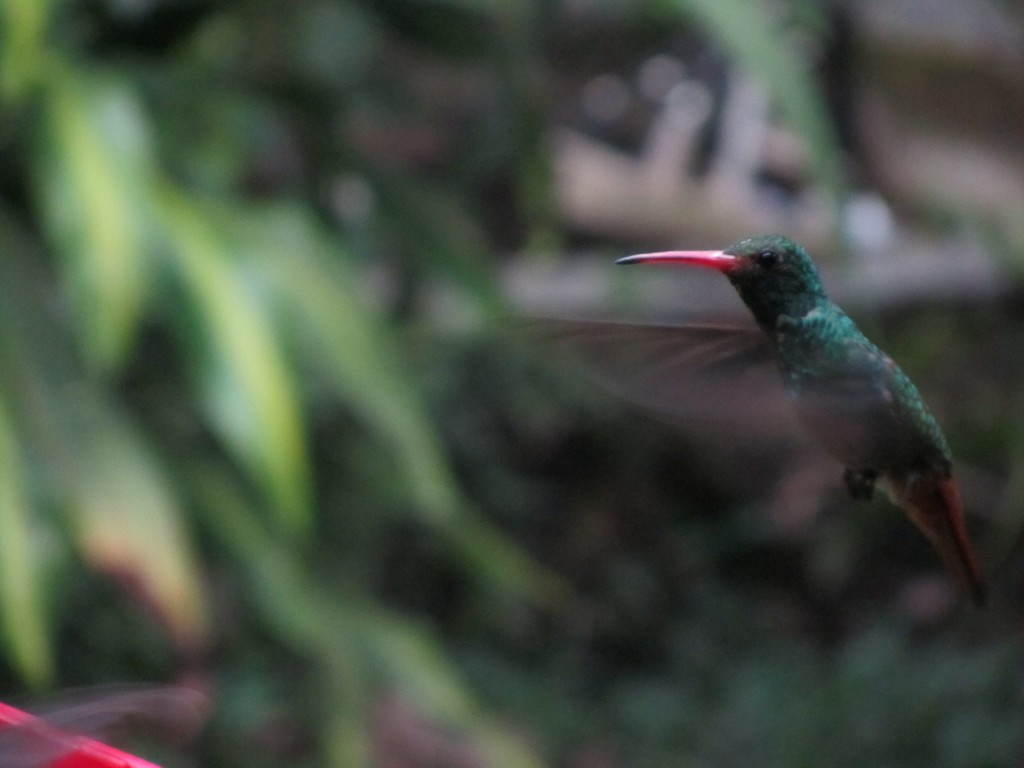 Ecuador_2010 (88)